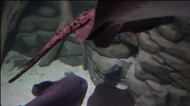 Elektrikli Vatoz Kumlu Zeminde Yüzer Altı Yaşamı Derinlerde Siyah Vatozlar — Stok video