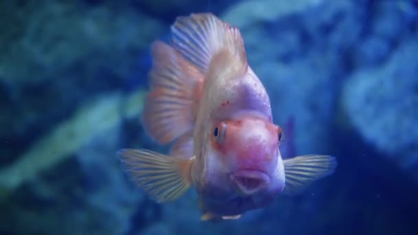 Oranda Decorativo Goldfish Natação Subaquática Habitantes Mundo Mar Close Peixes — Vídeo de Stock