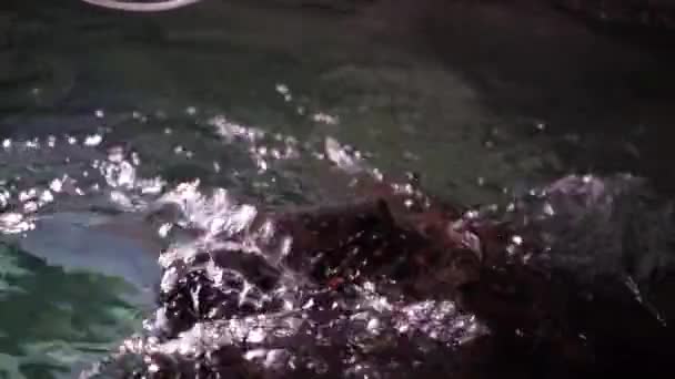 電気のケチが砂の底を泳いでいる 深海での水中生活 白い点が水中で泳いで黒いけいれん 4K背景ビデオ 青い海の動物のクローズアップ — ストック動画