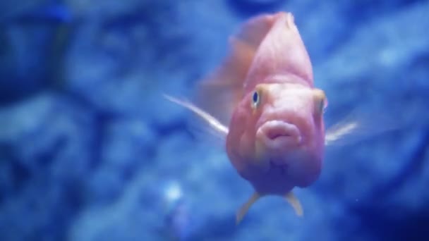オランダ装飾金魚水中で泳ぐ 海の世界の住民は 水の中にクローズアップカラフルな魚 — ストック動画