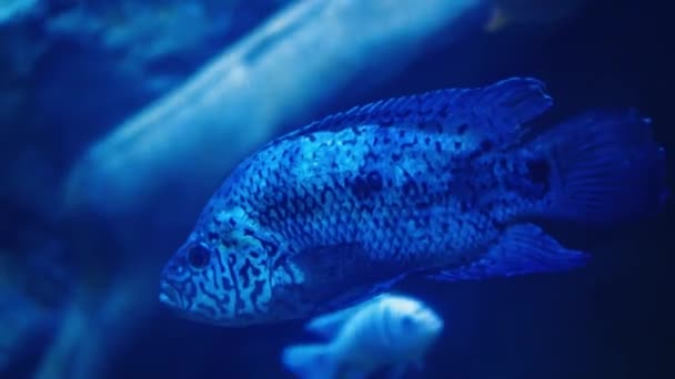 Grupa Ryb Pływających Akwarium Ryby Wodzie Szkółka Ryb Morzu Nurkowanie — Wideo stockowe