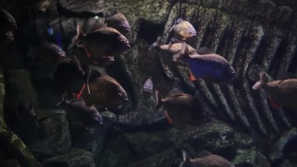 Piranhas Con Una Pancia Rosso Arancio Galleggiante Acqua Uno Sfondo — Video Stock