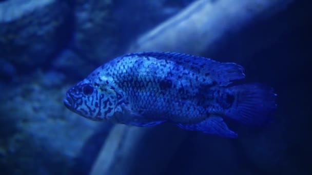 Skupina Ryb Plavajících Akváriu Ryby Vodě Škola Ryb Moři Potápění — Stock video