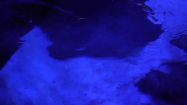 Электрический Скат Плавает Песчаном Дне Подводная Жизнь Глубине Черные Скаты — стоковое видео