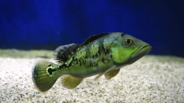 Eine Gruppe Fische Schwimmt Einem Aquarium Fisch Wasser Ein Fischschwarm — Stockvideo