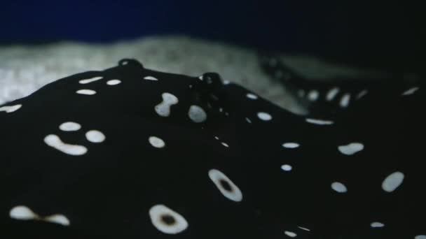 電気のケチが砂の底を泳いでいる 深海での水中生活 白い点が水中で泳いで黒いけいれん 4K背景ビデオ 青い海の動物のクローズアップ — ストック動画