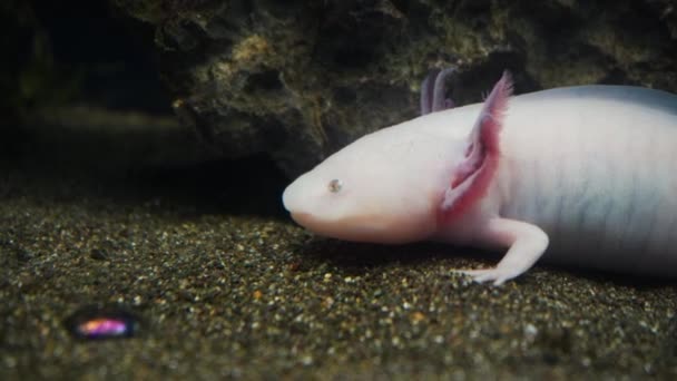 Axolotl Mexická Chodící Ryba Mlok Tygří Salamandr Růžový Albín Axolotl — Stock video