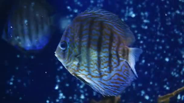 Eine Gruppe Fische Schwimmt Einem Aquarium Fisch Wasser Ein Fischschwarm — Stockvideo