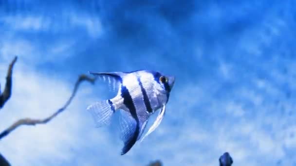 Grupa Ryb Pływających Akwarium Ryby Wodzie Szkółka Ryb Morzu Nurkowanie — Wideo stockowe