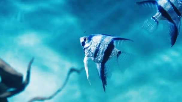 Een Groep Vissen Die Een Aquarium Zwemmen Vis Het Water — Stockvideo
