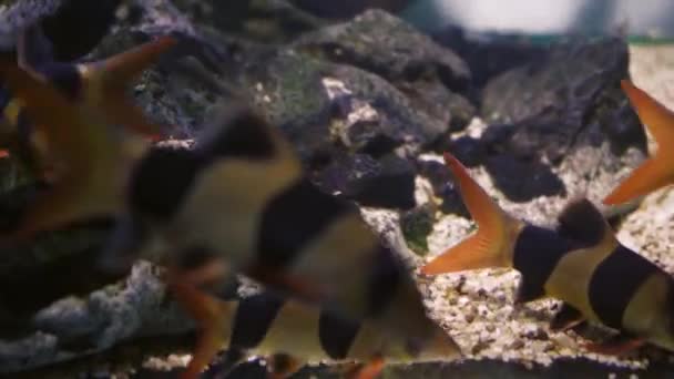 Grupo Peces Nadando Acuario Peces Agua Una Escuela Peces Mar — Vídeo de stock