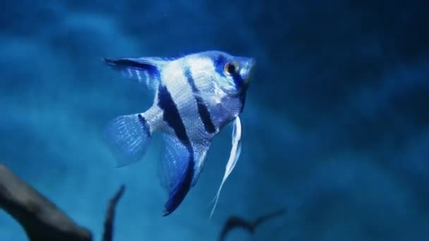 Grupp Fiskar Simmar Ett Akvarium Fisk Vatten Ett Fiskstim Havet — Stockvideo