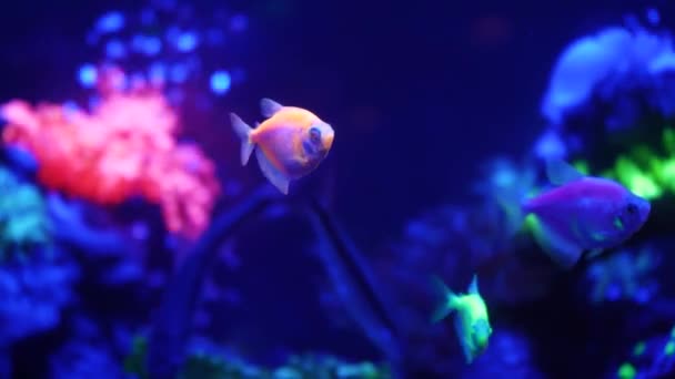 Kleurrijke Heldere Vissen Gloeien Neon Paarse Fluorescerende Tropische Water Paradijs — Stockvideo