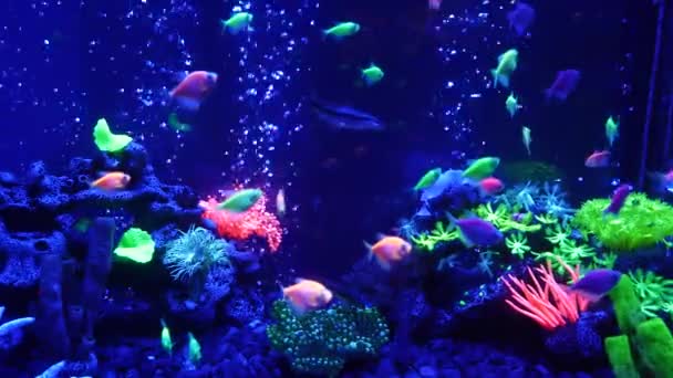 채로운밝은 물고기는 네온에서 환상의 탱크에 빛나는 빛나는 빛나는 생태계의 우림의 — 비디오