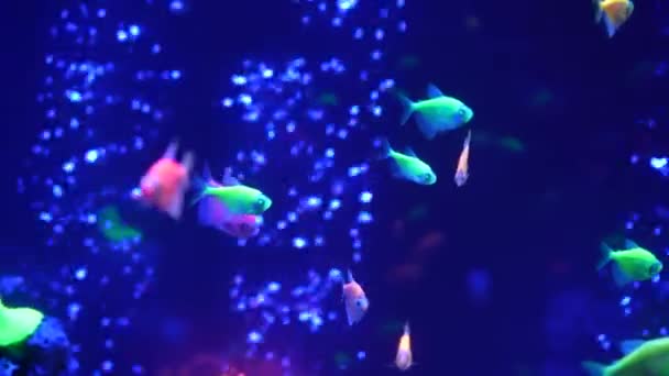 Colorato Bagliore Pesce Luminoso Neon Viola Fluorescente Paradiso Acquatico Tropicale — Video Stock