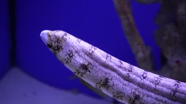 Suyun Altındaki Mercanlarla Kaplı Bir Yılan Balığının Yakın Çekimi Okyanusun — Stok video