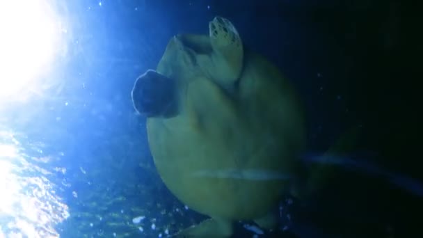 Морське Життя Тропічної Черепахи Дикій Природі Морська Черепаха Повільно Плаває — стокове відео