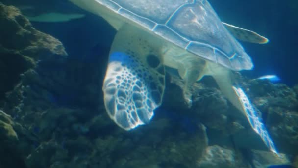Marine Life Tropical Turtle Wild Sea Turtle Swims Slowly Blue — Stock Video