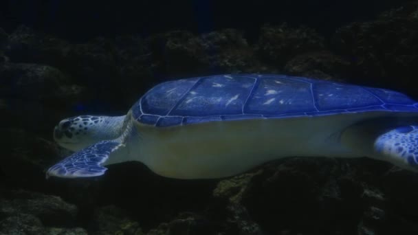 Marine Life Tropical Turtle Wild Sea Turtle Swims Slowly Blue — Stock Video