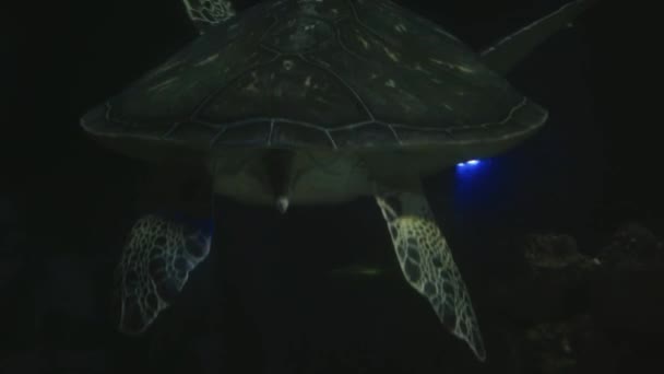 Życie Morskie Tropikalnego Żółwia Dziczy Żółw Morski Pływa Powoli Niebieskiej — Wideo stockowe