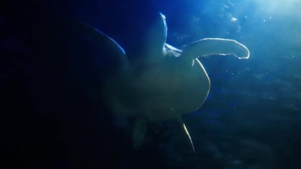 Морская Жизнь Тропической Черепахи Дикой Природе Морская Черепаха Медленно Плавает — стоковое видео