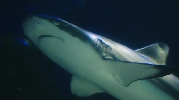 Акула Тихом Океане Подводная Жизнь Рыбами Акулами Плавающими Возле Кораллового — стоковое видео