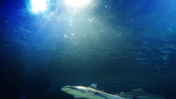 Velcí Žraloci Pomalu Plavou Atlantském Oceánu Pohled Zdola Přes Sluneční — Stock video
