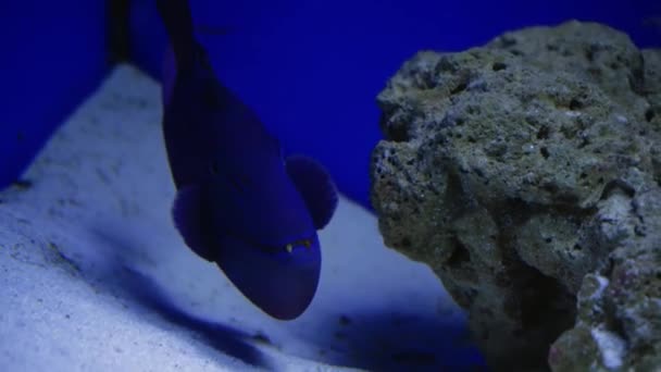 Όμορφο Εξωτικό Μαύρο Ψάρι Στο Φόντο Των Κοραλλιών Υποβρύχια Στη — Αρχείο Βίντεο