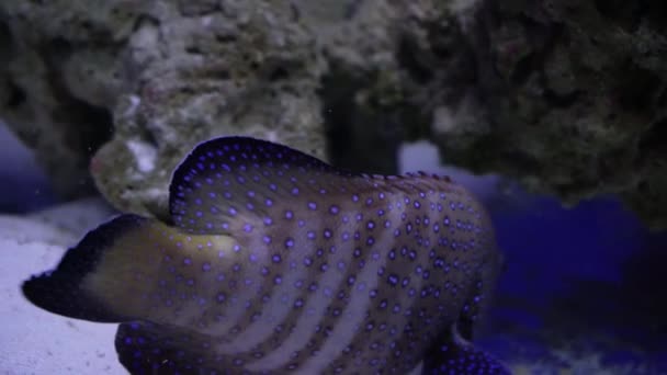 Bellissimo Pesce Bianco Esotico Sullo Sfondo Dei Coralli Sottomarini Nel — Video Stock