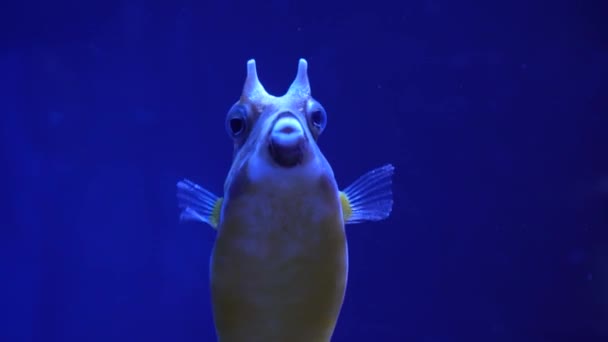 Eine Nahaufnahme Eines Schmetterlings Schwimmt Langsam Wasser Graue Feuerfische Großaufnahme — Stockvideo