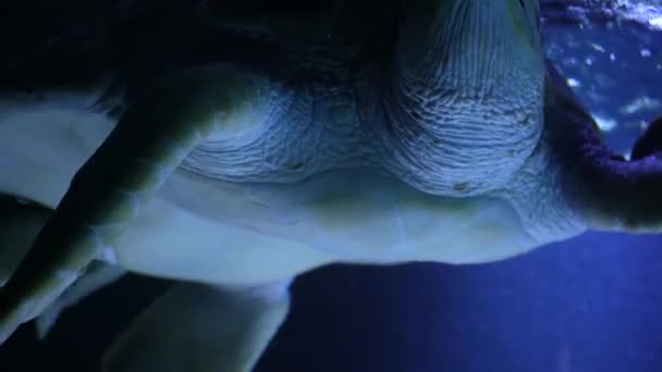 Animal Selvagem Oceano Vida Tropical Marinha Águas Rasas Uma Bela — Vídeo de Stock