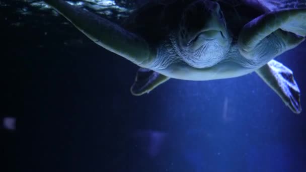 Дикое Животное Океана Морская Тропическая Жизнь Мелководье Красивая Морская Черепаха — стоковое видео
