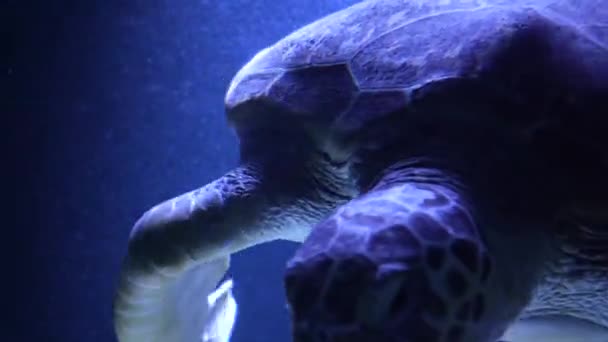 Divoké Zvíře Oceánu Mořský Tropický Život Mělké Vodě Krásná Mořská — Stock video