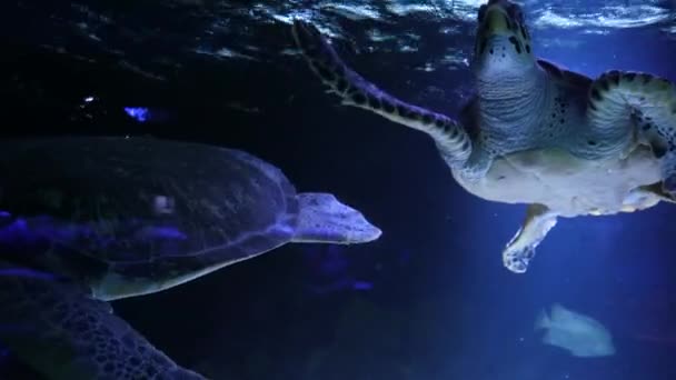 Ett Vilt Havsdjur Marint Tropiskt Liv Grunt Vatten Vacker Havssköldpadda — Stockvideo