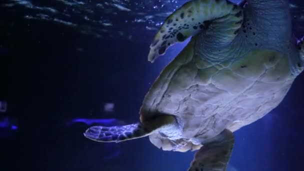 海洋中的野生动物 浅水中的海洋热带生物 一只美丽的海龟在水下向摄像机游去 并在镜头前摆好姿势 加勒比海珊瑚礁中的一只海龟 — 图库视频影像