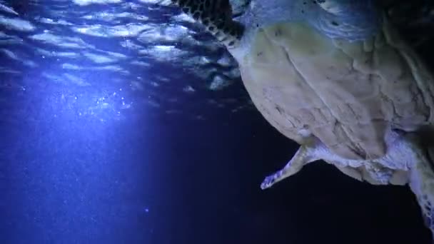 Óceán Vadállatai Tengeri Trópusi Élet Sekély Vízben Egy Gyönyörű Tengeri — Stock videók
