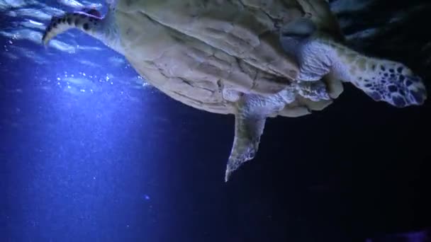海の野生動物 浅い水の海洋熱帯生活 美しいウミガメは水中でカメラに向かって泳ぎ クローズアップをポーズします カリブ海のサンゴ礁の中のウミガメ — ストック動画