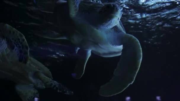 Meren Villieläin Trooppista Elämää Matalassa Vedessä Kaunis Merikilpikonna Veden Alla — kuvapankkivideo