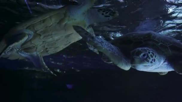 Meren Villieläin Trooppista Elämää Matalassa Vedessä Kaunis Merikilpikonna Veden Alla — kuvapankkivideo