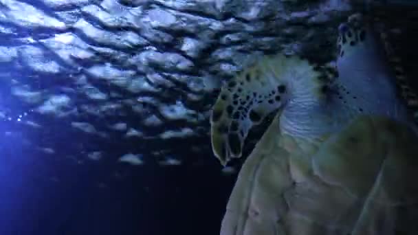 ウミガメの水中でゆっくりと太陽線や海洋線青い水の風景で泳ぐ メキシコ海のサンゴ礁でアオウミガメが泳いでいます — ストック動画