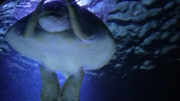 Tartaruga Marina Nuota Lentamente Con Raggi Del Sole Raggi Dell — Video Stock
