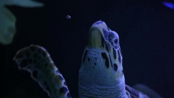 Deniz Kaplumbağası Altında Güneş Işınları Okyanus Işınları Ile Yavaşça Yüzer — Stok video