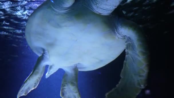 Żółw Morski Pływa Powoli Promieni Słonecznych Promieni Oceanu Niebieski Krajobraz — Wideo stockowe