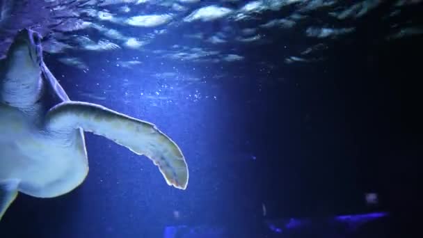 海龟在水下与太阳光和海洋射线一道缓慢地游动 一只绿海龟在墨西哥海的珊瑚礁上游泳 — 图库视频影像