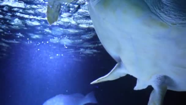 Морская Черепаха Водой Плавает Медленно Солнечными Лучами Океаническими Лучами Голубого — стоковое видео