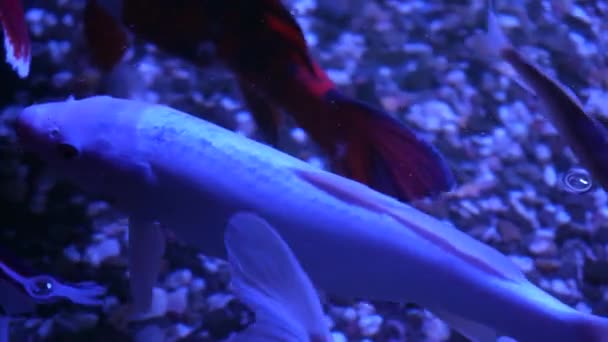 Coloridos Peces Koi Hermosos Peces Carpa Nadando Estanque Cuerpo Oro — Vídeos de Stock
