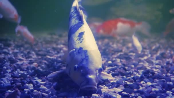 Bunte Koifische Oder Schöne Karpfenfische Schwimmen Teich Goldroter Orangefarbener Und — Stockvideo