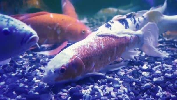 Coloridos Peces Koi Hermosos Peces Carpa Nadando Estanque Cuerpo Oro — Vídeo de stock
