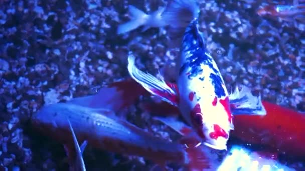 Peixe Koi Colorido Belo Peixe Carpa Nadando Lagoa Ouro Vermelho — Vídeo de Stock
