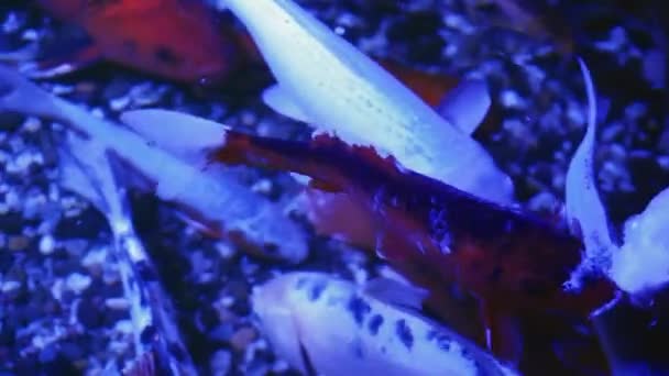 Bunte Koifische Oder Schöne Karpfenfische Schwimmen Teich Goldroter Orangefarbener Und — Stockvideo